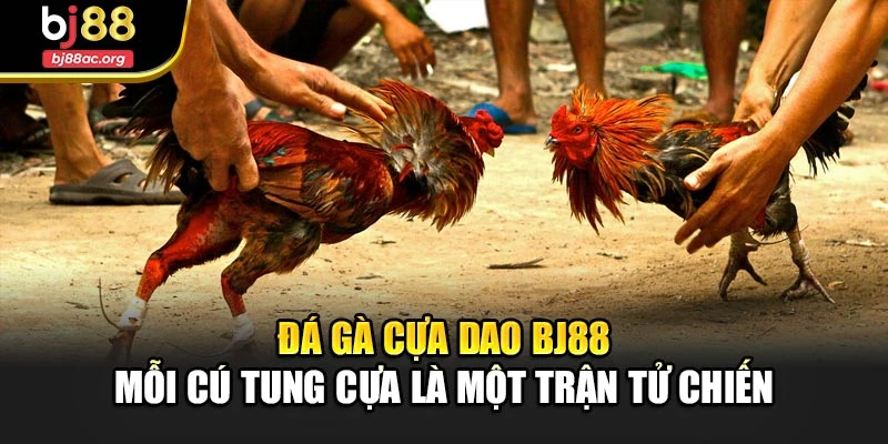 Đá Gà Cựa Dao Bj88 – Mỗi Cú Tung Cựa Là Một Trận Tử Chiến