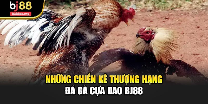 Những chiến kê thượng hạng đá gà cựa dao Bj88