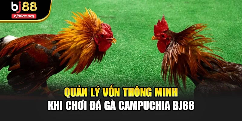 Quản lý vốn thông minh khi chơi đá gà campuchia Bj88