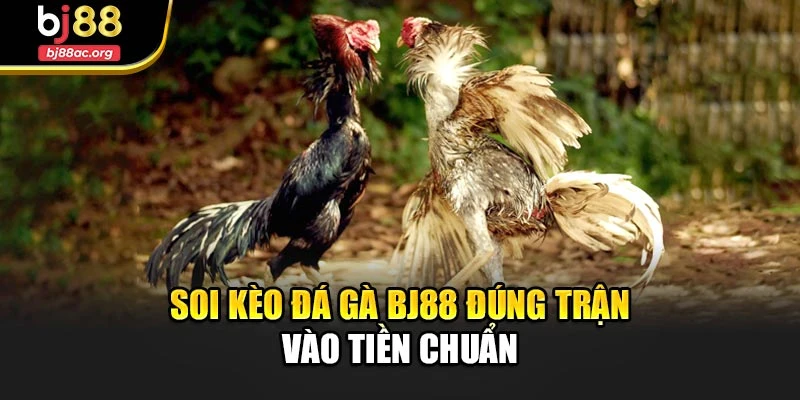 Soi kèo đá gà Bj88 đúng trận – vào tiền chuẩn