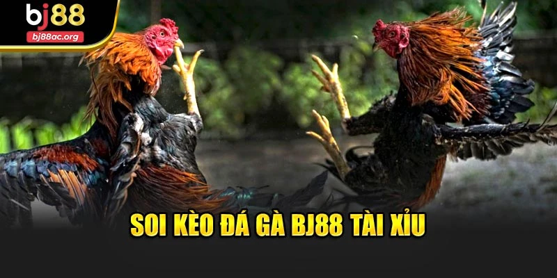 Soi kèo đá gà Bj88 tài xỉu